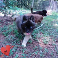 AKC Agouti Embark & OFA Parents, a female Siberian Husky for sale in Anderson, SC – 8 of 10