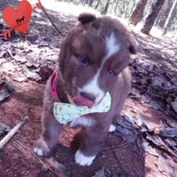 Solid Brown Ready Mid October , a female Siberian Husky for sale in Anderson, SC – 3 of 10
