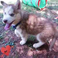 AKC OFA Red/white, a male Siberian Husky for sale in Anderson, SC – 4 of 10