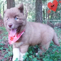 AKC Solid Brown OFA & Embark, a female Siberian Husky for sale in Anderson, SC – 6 of 10