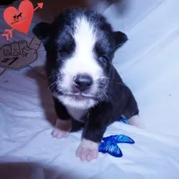 Iceman - Black/white, a male Siberian Husky for sale in Anderson, SC – 2 of 10