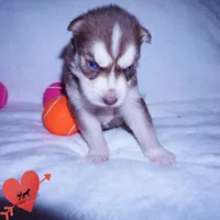 AKC Red/white OFA, a female Siberian Husky for sale in Anderson, SC – 6 of 10