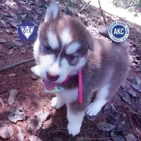 Red/white Ready mid October, a female Siberian Husky for sale in Anderson, SC – 1 of 10
