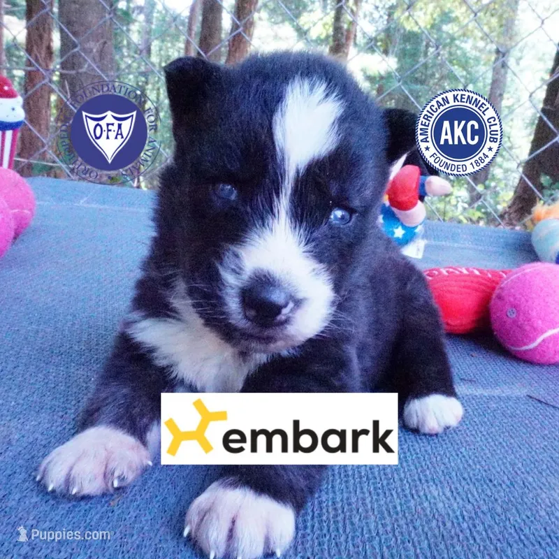 Agouti OFA AKC & Embark - Vivi – Siberian Husky puppy for sale in Anderson, SC