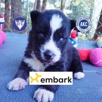 Agouti OFA AKC & Embark - Vivi, a female Siberian Husky for sale in Anderson, SC – 1 of 10