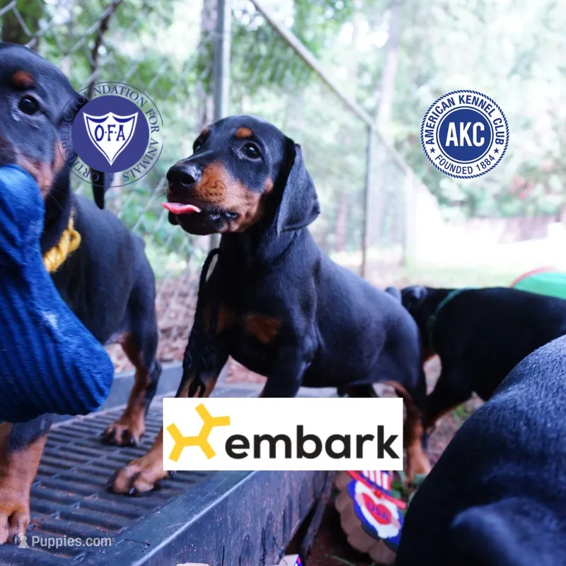 AKC Euro OFA & Embark - Amon – Doberman Pinscher puppy for sale in Anderson, SC