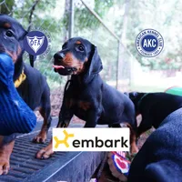 AKC Euro OFA & Embark - Amon, a male Doberman Pinscher for sale in Anderson, SC – 1 of 10