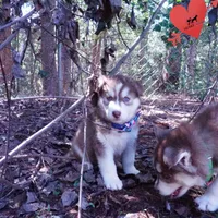 OFA & AKC Red/white, a male Siberian Husky for sale in Anderson, SC – 6 of 10