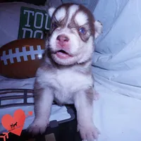 OFA & AKC - Hades, a male Siberian Husky for sale in Anderson, SC – 9 of 10