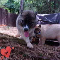 AKC Agouti Embark & OFA Parents, a female Siberian Husky for sale in Anderson, SC – 2 of 10