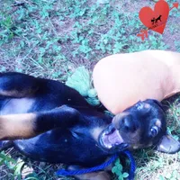 AKC Euro OFA & Embark - Sokka, a male Doberman Pinscher for sale in Anderson, SC – 2 of 10