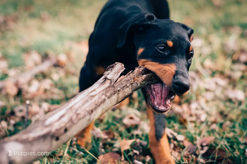 100% European - Health Tested – Doberman Pinscher puppy for sale in Anderson, SC
