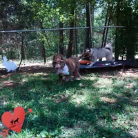 AKC Solid Brown OFA, a female Siberian Husky for sale in Anderson, SC – 8 of 10