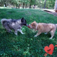 Agouti AKC Embark & OFA, a female Siberian Husky for sale in Anderson, SC – Photo 7 of 10