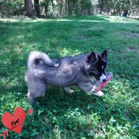 Agouti AKC Embark & OFA, a female Siberian Husky for sale in Anderson, SC – Photo 8 of 10