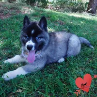 Agouti AKC Embark & OFA, a female Siberian Husky for sale in Anderson, SC – Photo 6 of 10