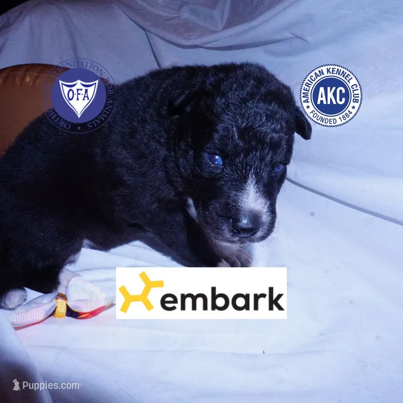 Solid Black - Rogue – Siberian Husky puppy for sale in Anderson, SC