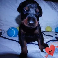 AKC Euro OFA & Embark - Sokka, a male Doberman Pinscher for sale in Anderson, SC – 4 of 10