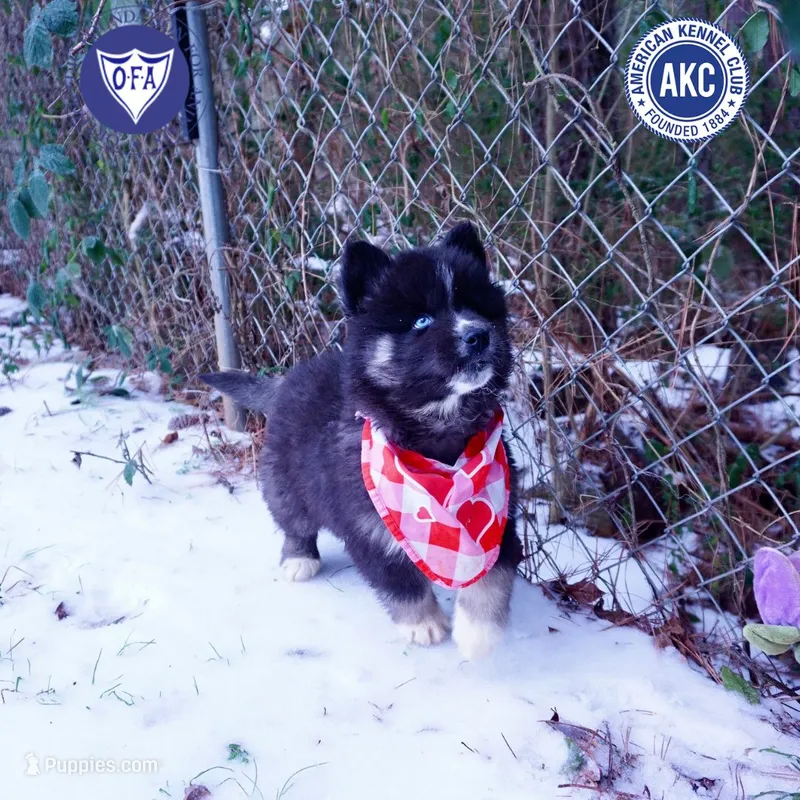 AKC Ready For New Home!