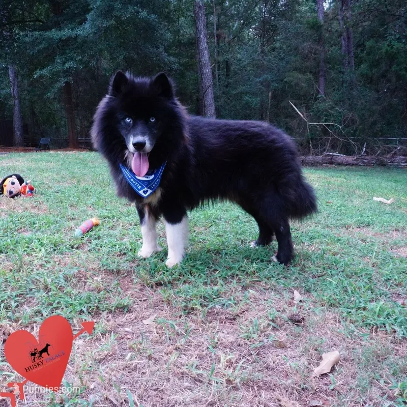 AKC Solid Black Trained – Siberian Husky puppy for sale in Anderson, SC