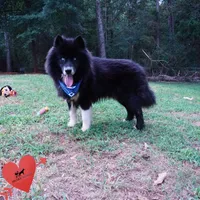 AKC Solid Black Trained, a male Siberian Husky for sale in Anderson, SC – 1 of 6