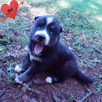 Health Tested Parents - Cyclops, a male Siberian Husky for sale in Anderson, SC – 6 of 10