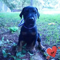 OFA & Embark Tested Parents, a female Doberman Pinscher for sale in Anderson, SC – 6 of 10