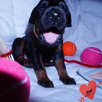 Champion & Full Euro AKC - Kora, a female Doberman Pinscher for sale in Anderson, SC – 8 of 10