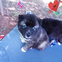 AKC Agouti Embark & OFA Parents, a female Siberian Husky for sale in Anderson, SC – 6 of 10