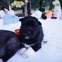 AKC Solid Black OFA & Embark, a female Siberian Husky for sale in Anderson, SC – 2 of 10