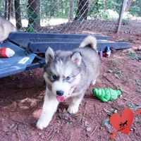 Black/white AKC OFA Embark - Gerogina, a male Siberian Husky for sale in Anderson, SC – 4 of 10