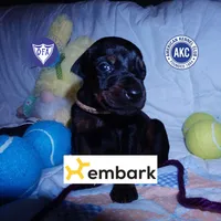 AKC Euro OFA & Embark, a male Doberman Pinscher for sale in Anderson, SC – 1 of 10