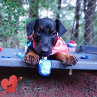 Full Euro, OFA, Embark, & AKC, a female Doberman Pinscher for sale in Anderson, SC – 6 of 10