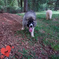 AKC Agouti Embark & OFA Parents, a female Siberian Husky for sale in Anderson, SC – 4 of 10