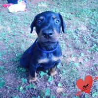 AKC Euro OFA & Embark - Sokka, a male Doberman Pinscher for sale in Anderson, SC – 7 of 10
