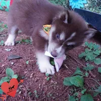 AKC OFA Brown/white, a male Siberian Husky for sale in Anderson, SC – 7 of 10