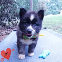 Agouti AKC  OFA & Embark, a female Siberian Husky for sale in Anderson, SC – 7 of 8