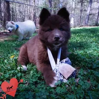 Solid Brown Embark AKC OFA, a male Siberian Husky for sale in Anderson, SC – Photo 4 of 10