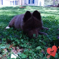 Solid Brown Embark AKC OFA, a male Siberian Husky for sale in Anderson, SC – Photo 6 of 10