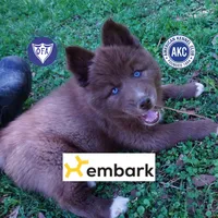 Solid Brown Embark AKC OFA, a male Siberian Husky for sale in Anderson, SC – Photo 1 of 10