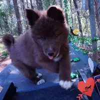 Solid Brown Embark AKC OFA, a male Siberian Husky for sale in Anderson, SC – Photo 8 of 10