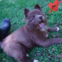 Solid Brown Embark AKC OFA, a male Siberian Husky for sale in Anderson, SC – Photo 5 of 10
