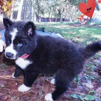 Phoenix - AKC, a female Siberian Husky for sale in Anderson, SC – 3 of 10