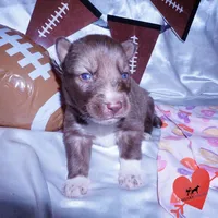 AKC Solid Brown, a female Siberian Husky for sale in Anderson, SC – Photo 5 of 10