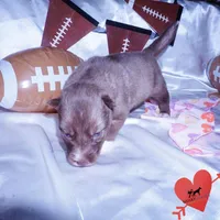 AKC Solid Brown, a female Siberian Husky for sale in Anderson, SC – Photo 4 of 10