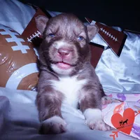 AKC Solid Brown, a female Siberian Husky for sale in Anderson, SC – Photo 2 of 10