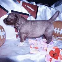 AKC Solid Brown, a female Siberian Husky for sale in Anderson, SC – Photo 6 of 10