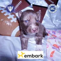 AKC Solid Brown, a female Siberian Husky for sale in Anderson, SC – Photo 1 of 10