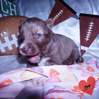 AKC Solid Brown, a female Siberian Husky for sale in Anderson, SC – Photo 8 of 10