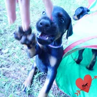 OFA & Embark Tested Parents, a female Doberman Pinscher for sale in Anderson, SC – 8 of 10